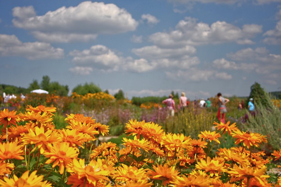 Feld mit leuchtend orangefarbenen Blumen unter blauem Himmel mit weißen Wolken, Menschen im Hintergrund
