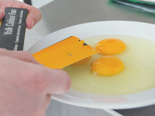 Hand hält gelbe Kunststoffkarte mit gezacktem Rand über weißem Teller mit zwei rohen Eigelben.