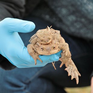 Hand mit blauer Einweghandschuh hält zwei Kröten übereinander, Beginn des Krötenzauns