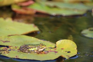 Frosch sitzt auf einem grünen Seerosenblatt im Wasser