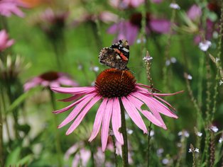 Eine Wiese voller Blumen mit einem Schmetterling auf einer Blüte.