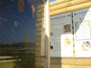 Bienenschaukasten mit lebenden Bienen hinter Glas und Informationstafeln über Bienenprodukte und Bienenhaltung