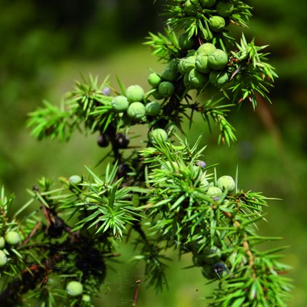 Nahaufnahme eines Wacholderstrauchs mit grünen und vereinzelten dunklen Beeren sowie spitzen, nadelartigen Blättern vor unscharfem, grünem Hintergrund.