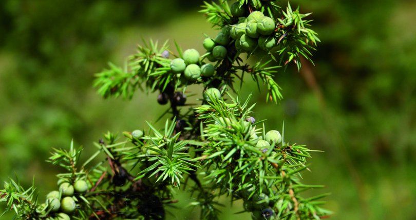 Nahaufnahme eines Wacholderstrauchs mit grünen und vereinzelten dunklen Beeren sowie spitzen, nadelartigen Blättern vor unscharfem, grünem Hintergrund.