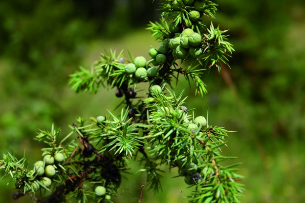 Nahaufnahme eines Wacholderstrauchs mit grünen und vereinzelten dunklen Beeren sowie spitzen, nadelartigen Blättern vor unscharfem, grünem Hintergrund.