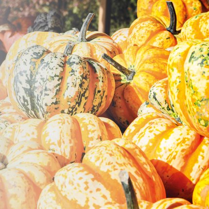 ALB-GOLD Ernte- & Kürbiswochen