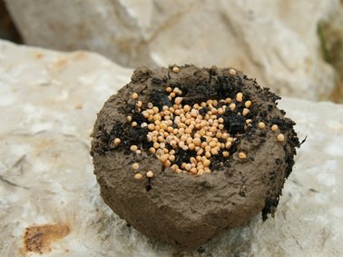 Eine Kugel mit Erde die in der Mitte mit verschiedenen Samen gefüllt ist.