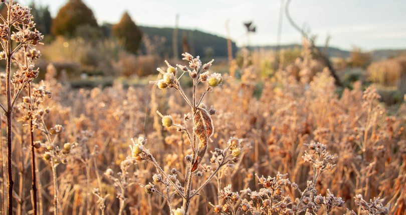 Nahaufnahme von herbstlichen, mit Raureif bedeckten Wildpflanzen auf einer Wiese in sanftem Morgenlicht, mit unscharfem Hintergrund aus Bäumen und Hügeln.