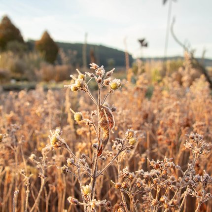 Nahaufnahme von herbstlichen, mit Raureif bedeckten Wildpflanzen auf einer Wiese in sanftem Morgenlicht, mit unscharfem Hintergrund aus Bäumen und Hügeln.