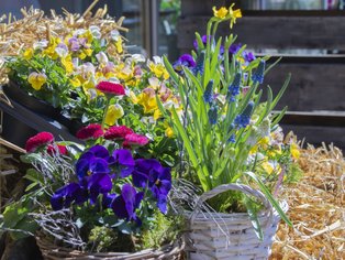 Blumenkörbe mit verschiedenen Frühlingsblumen stehen auf Stroh vor einem Holzstand.