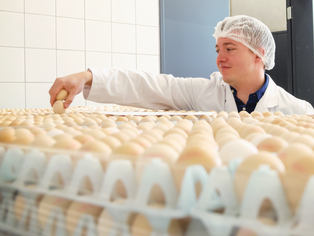 Person in weißem Kittel und Haarnetz greift nach einem Ei in einer großen Menge brauner Eier in Kunststoff-Eierablagen.