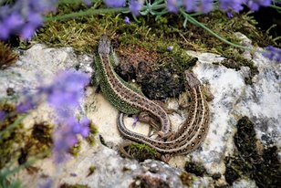 Zwei kleine Eidechsen auf einem moosbedeckten Stein, umgeben von lila Blüten