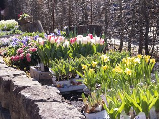 Blumenbeete mit Tulpen und Narzissen neben einer niedrigen Steinmauer im Sonnenlicht