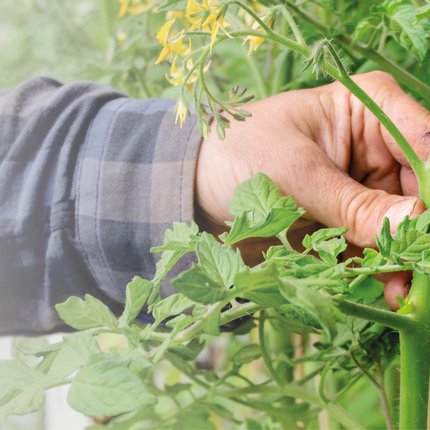 ALB-GOLD Setzlingswochen