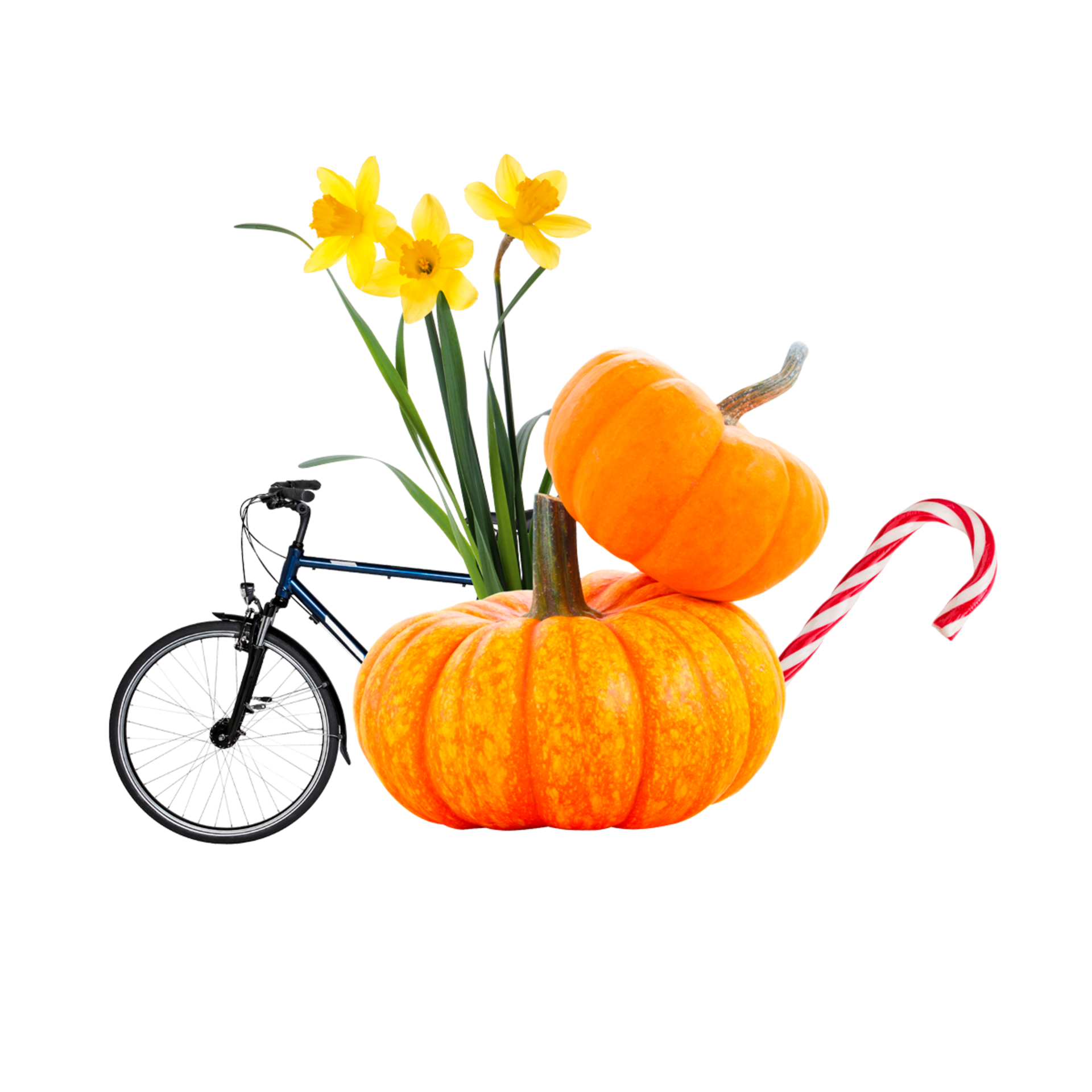 Zwei orangefarbene Kürbisse, gelbe Narzissen, ein rotes und weißes Zuckerstangenstück und ein blaues Fahrrad vor schwarzem Hintergrund