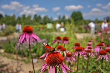 Schmetterling auf einer orange-roten Blüte in einem Garten mit weiteren Blumen und verschwommenen Menschen im Hintergrund