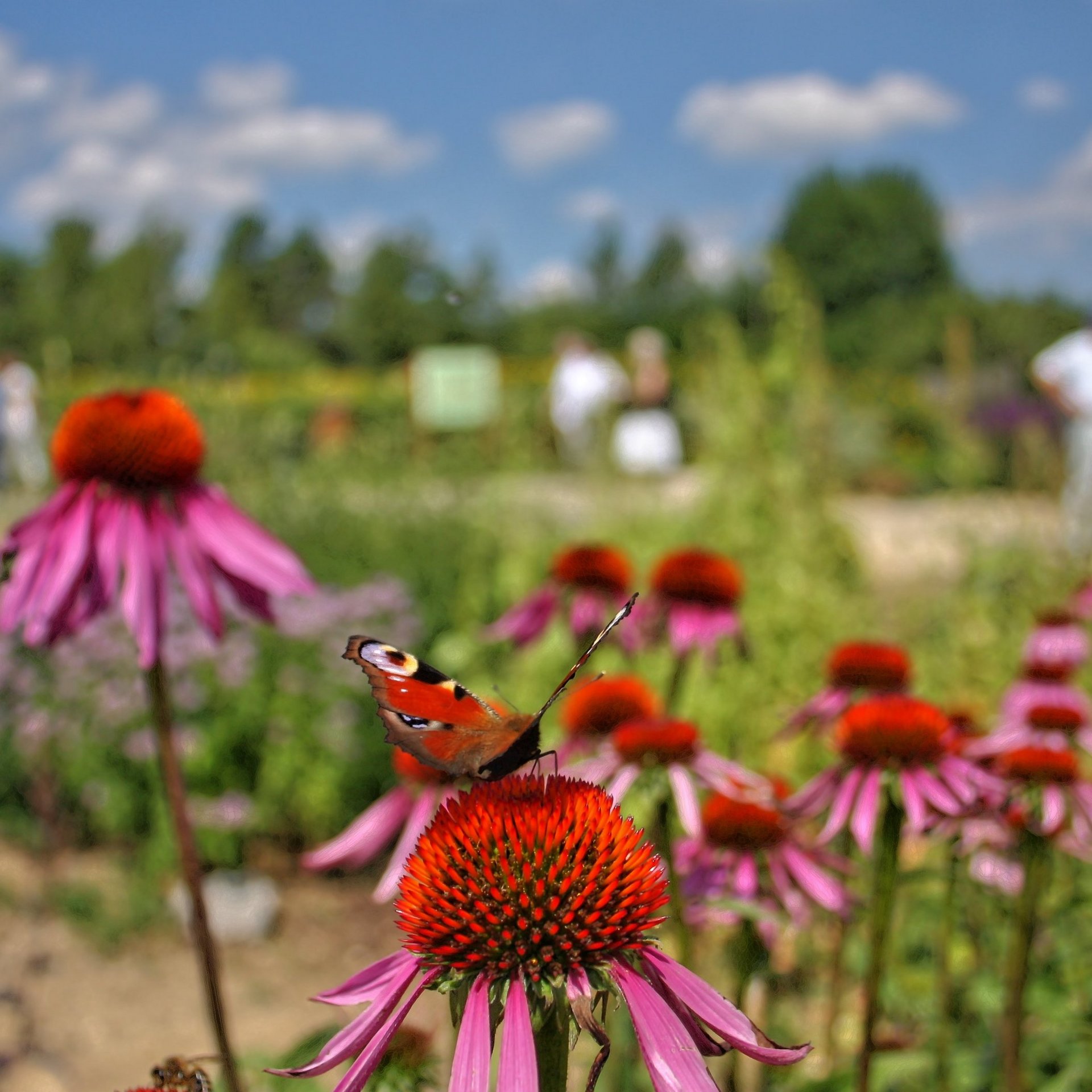 Tagpfauenauge auf einer Blüte im Schaugarten bei sonnigem Wetter.