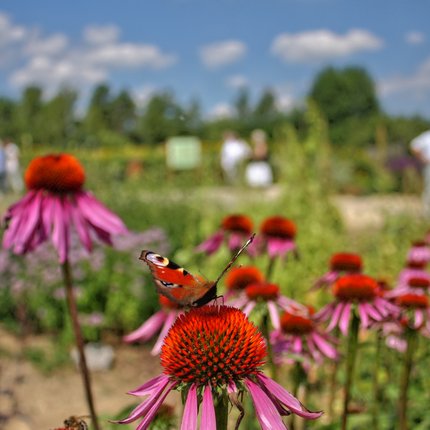 20 Jahre Naturgarten
