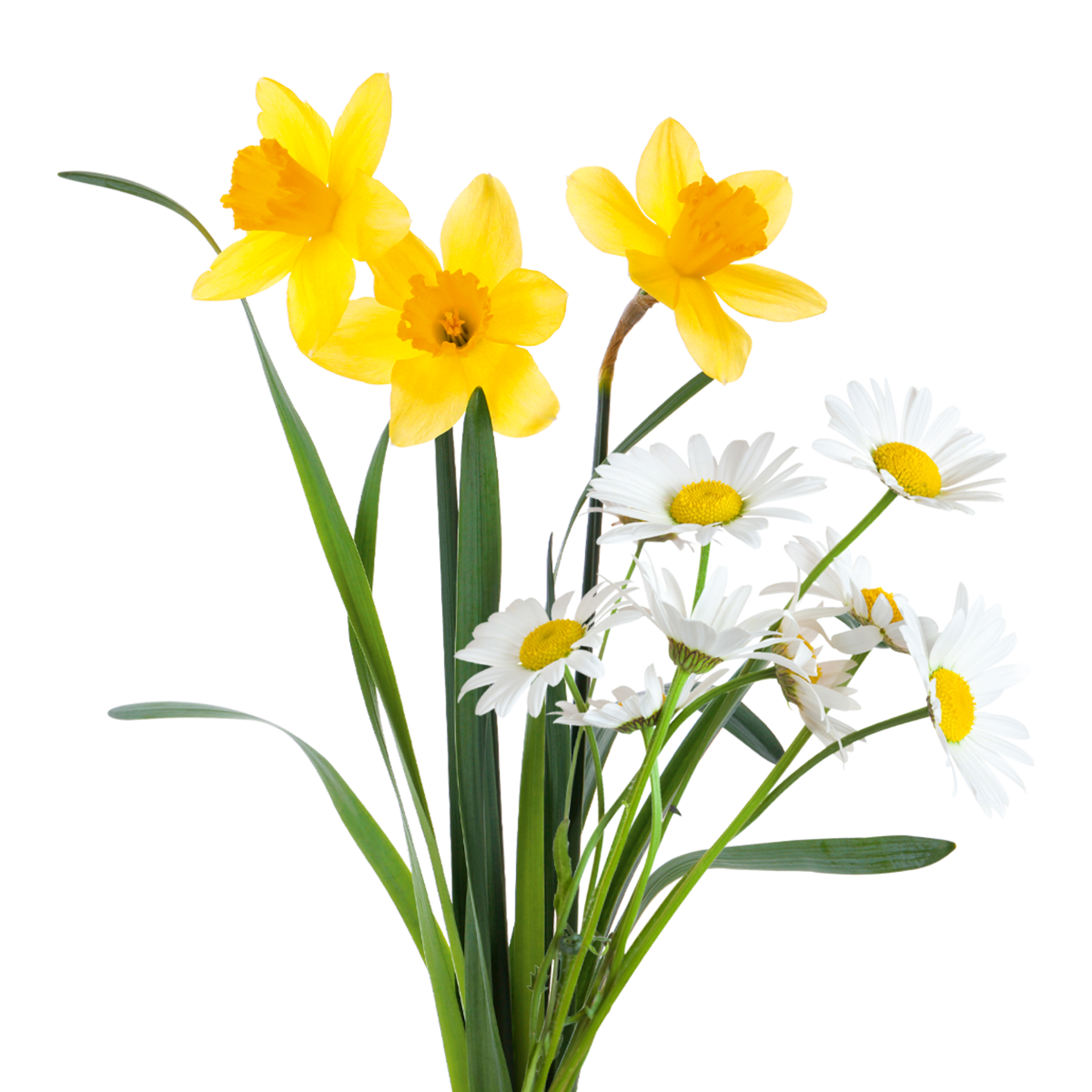 Ein Strauß aus gelben Narzissen und weißen Gänseblümchen.