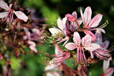 Nahaufnahme von rosa-weißen Blüten mit langen Staubblättern vor grünem Hintergrund
