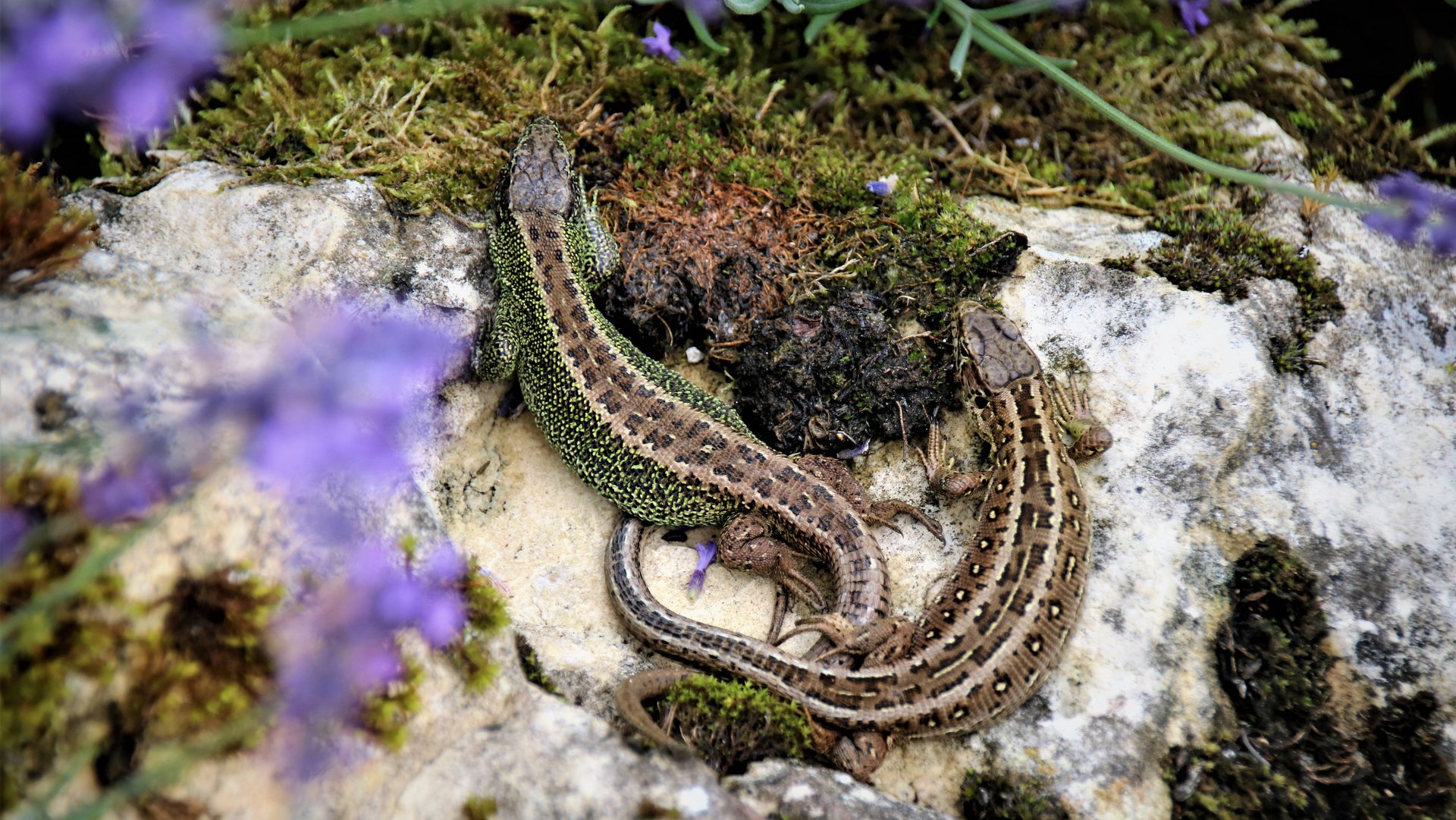 Zwei Zauneidechsen auf einem Felsen in der Natur.