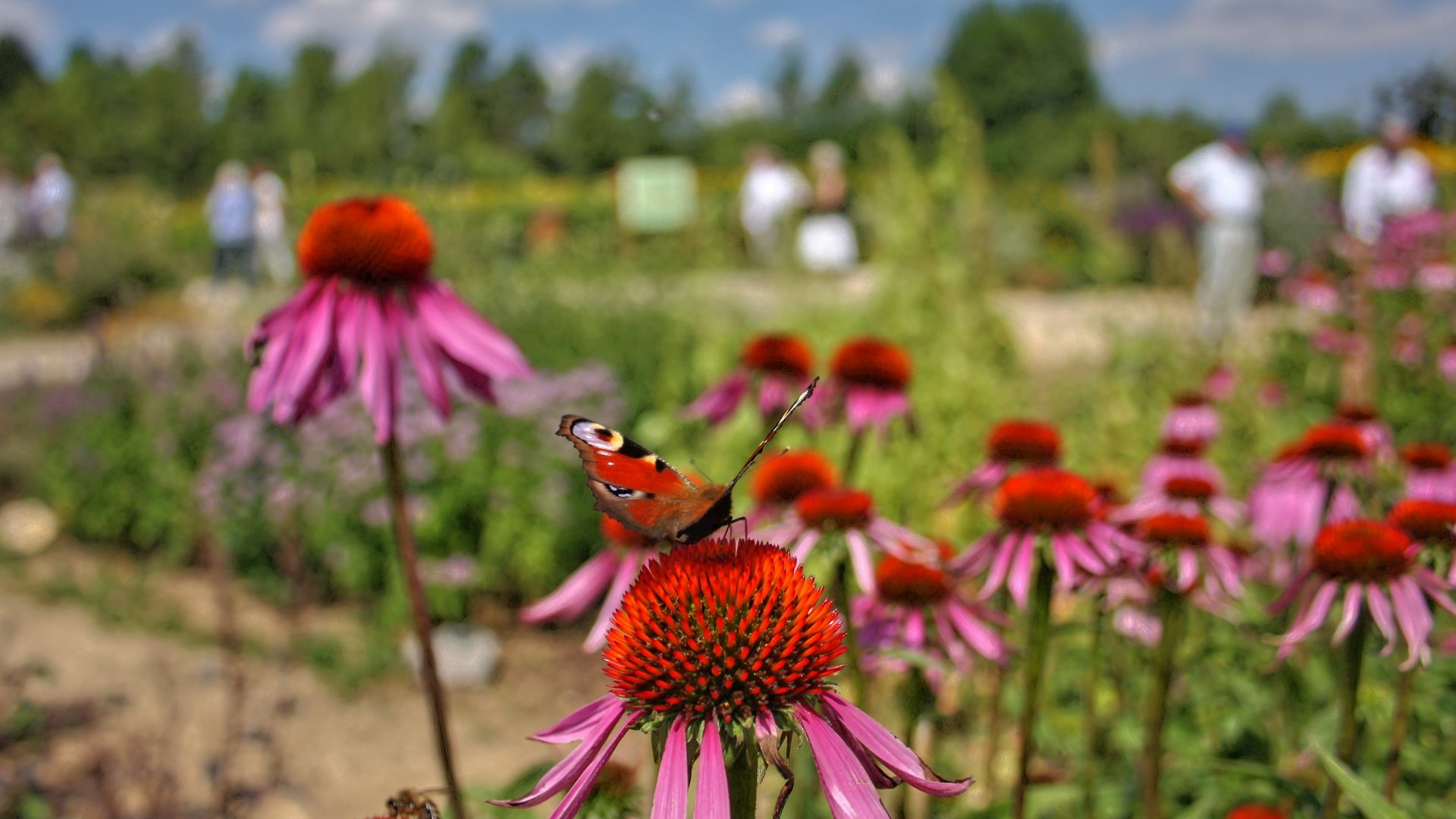 Ein Schmetterling sitzt auf einer blühenden Blume im Garten.