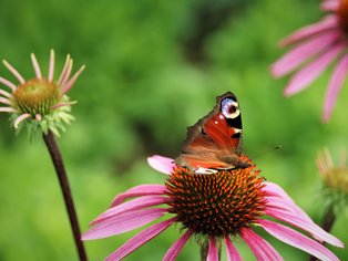 Tagpfauenauge in der Natur auf einer Blüte.