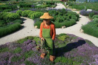 Gärtner mit Strohhut und grüner Schürze steht in einem Garten mit Lavendelpflanzen und Kieswegen