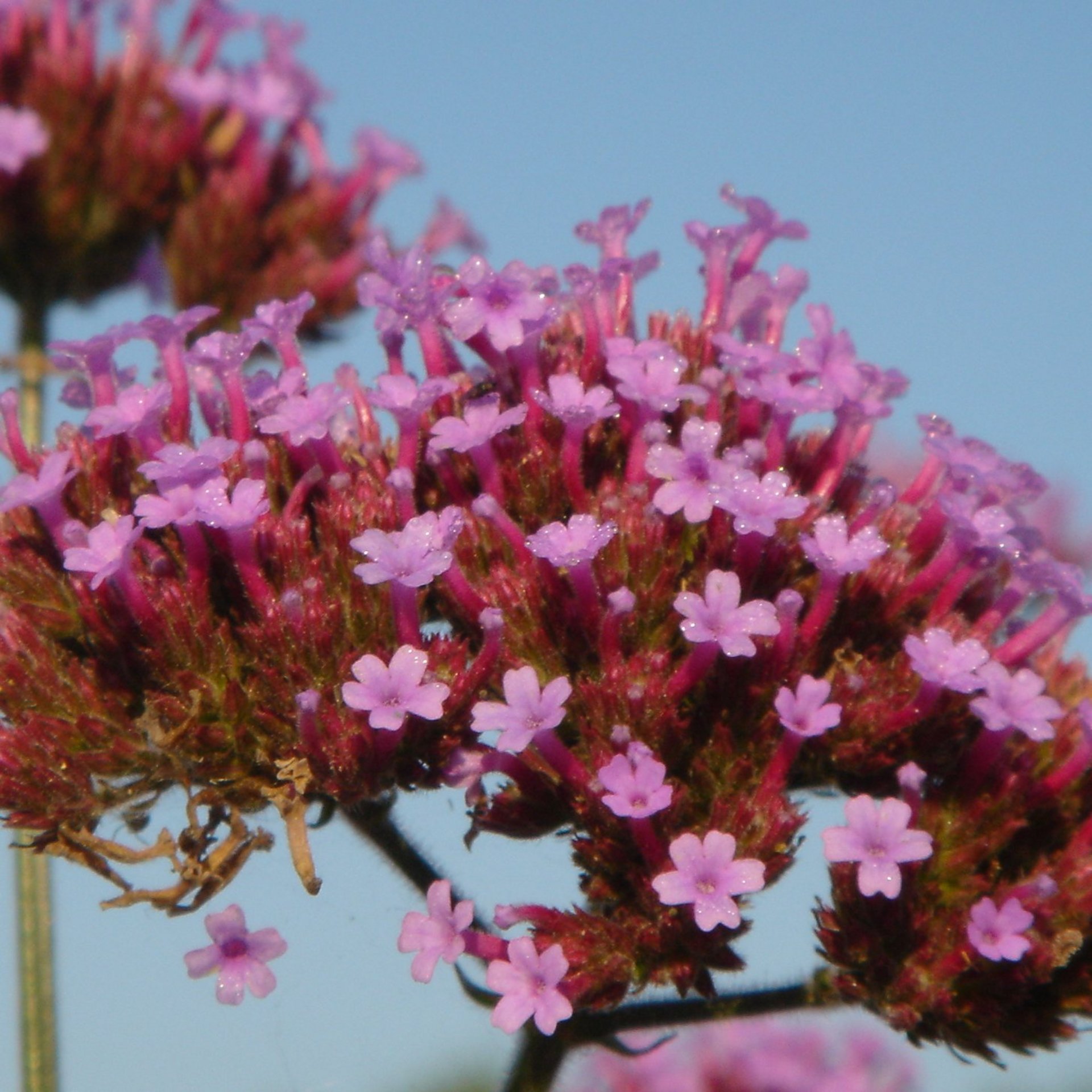 Nahaufnahme von kleinen lila Blumen mit grünen Stängeln