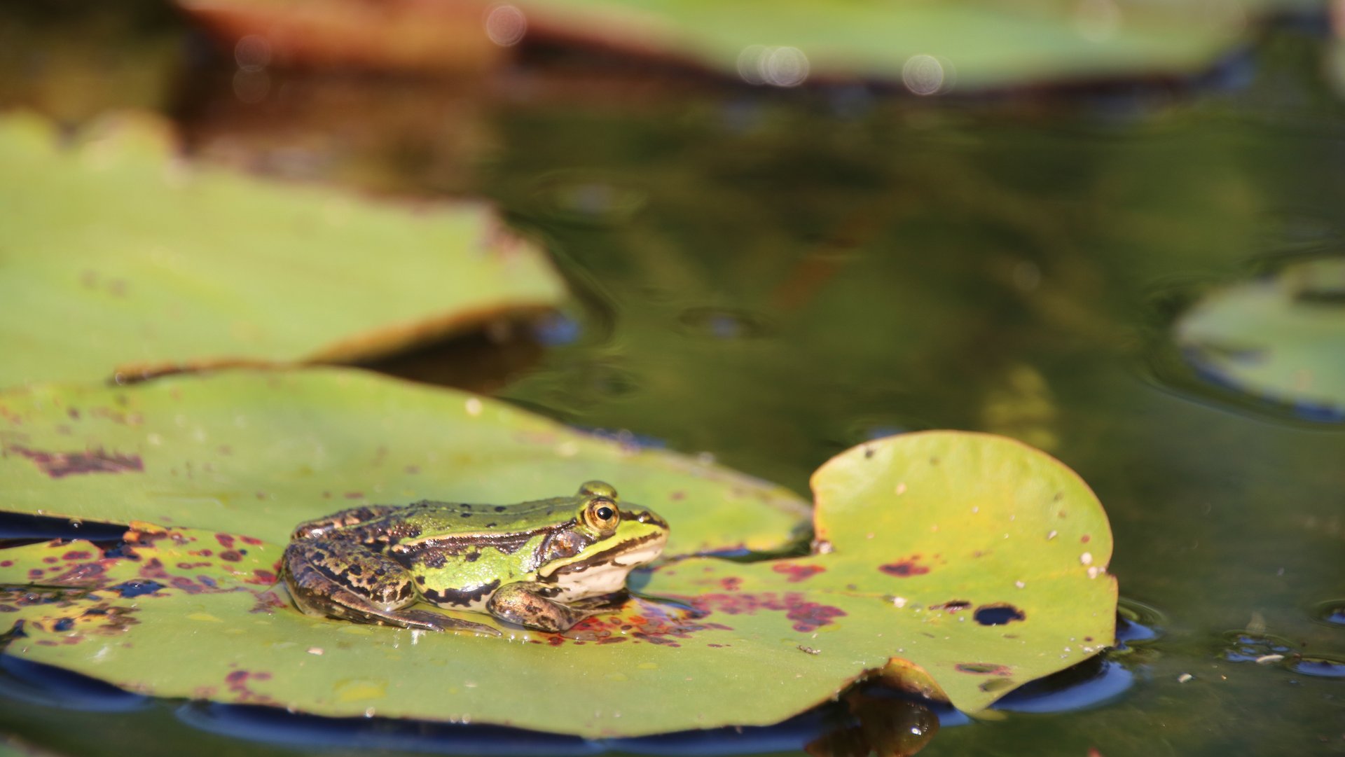 Ein grüner Frosch sitzt entspannt auf einem Lilienblatt im Wasser.