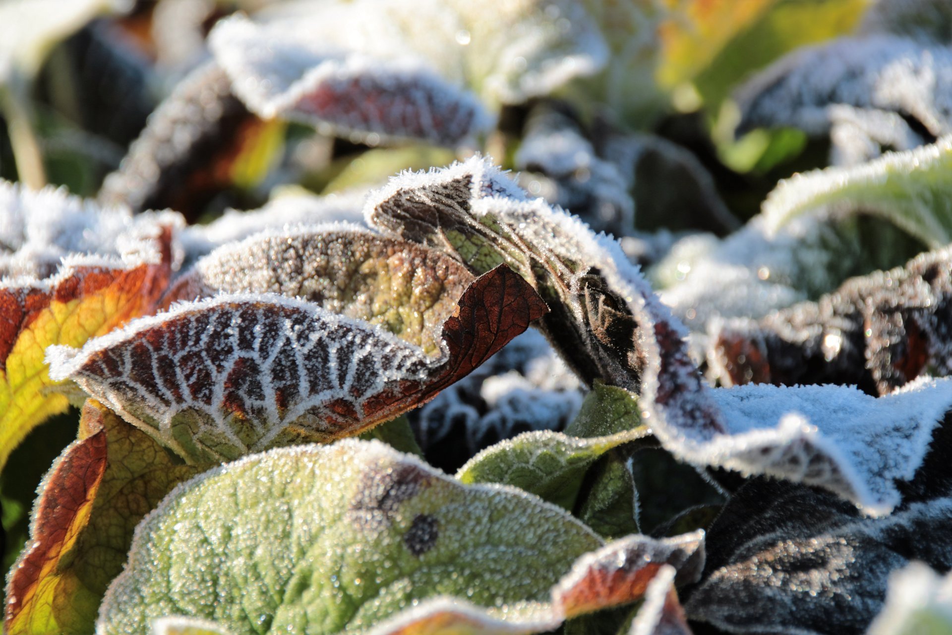 Mehrere Blätter mit Frost im Morgenlicht