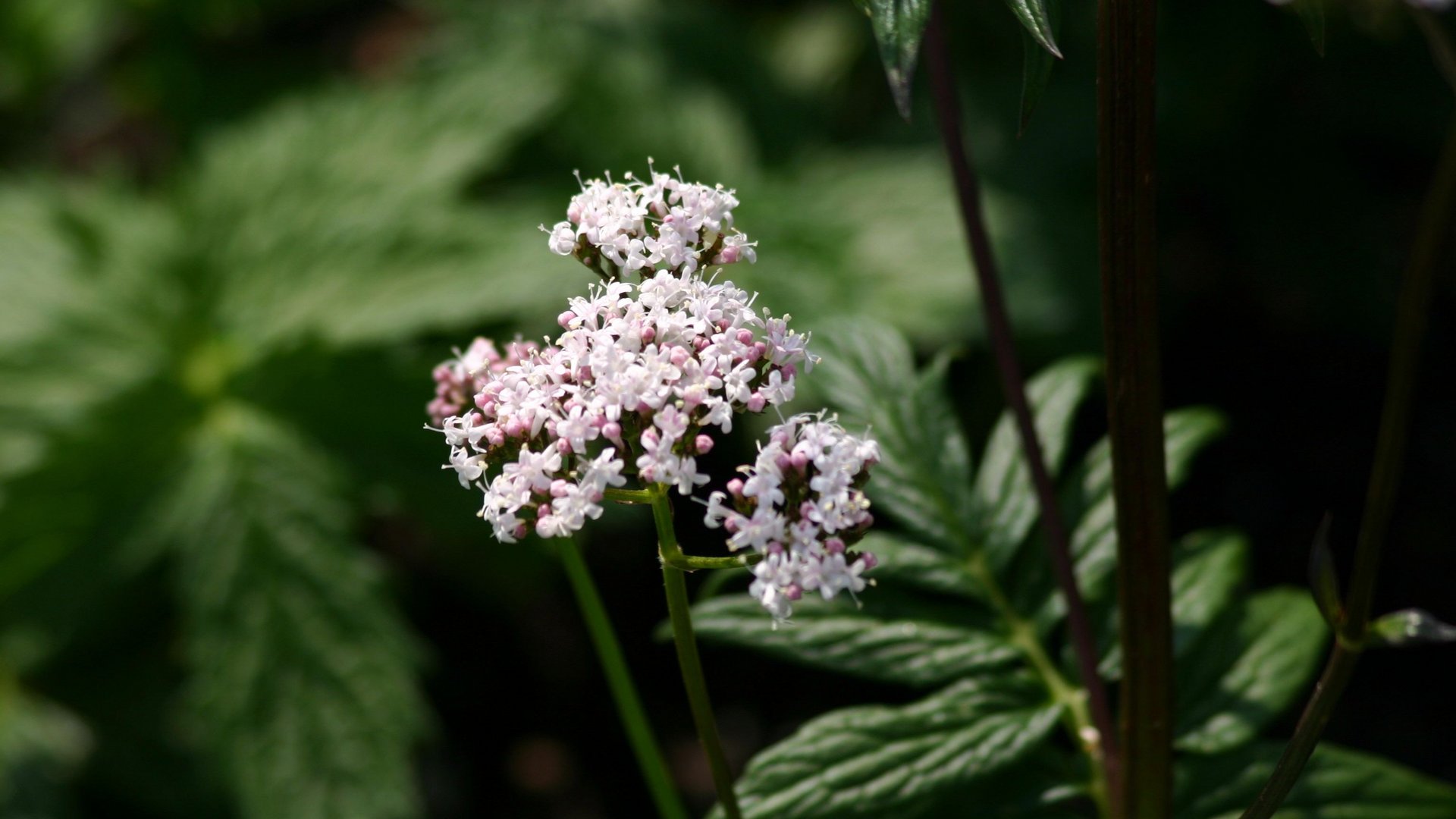 Blüte des Baldrians mit weißen und rosa Blüten.