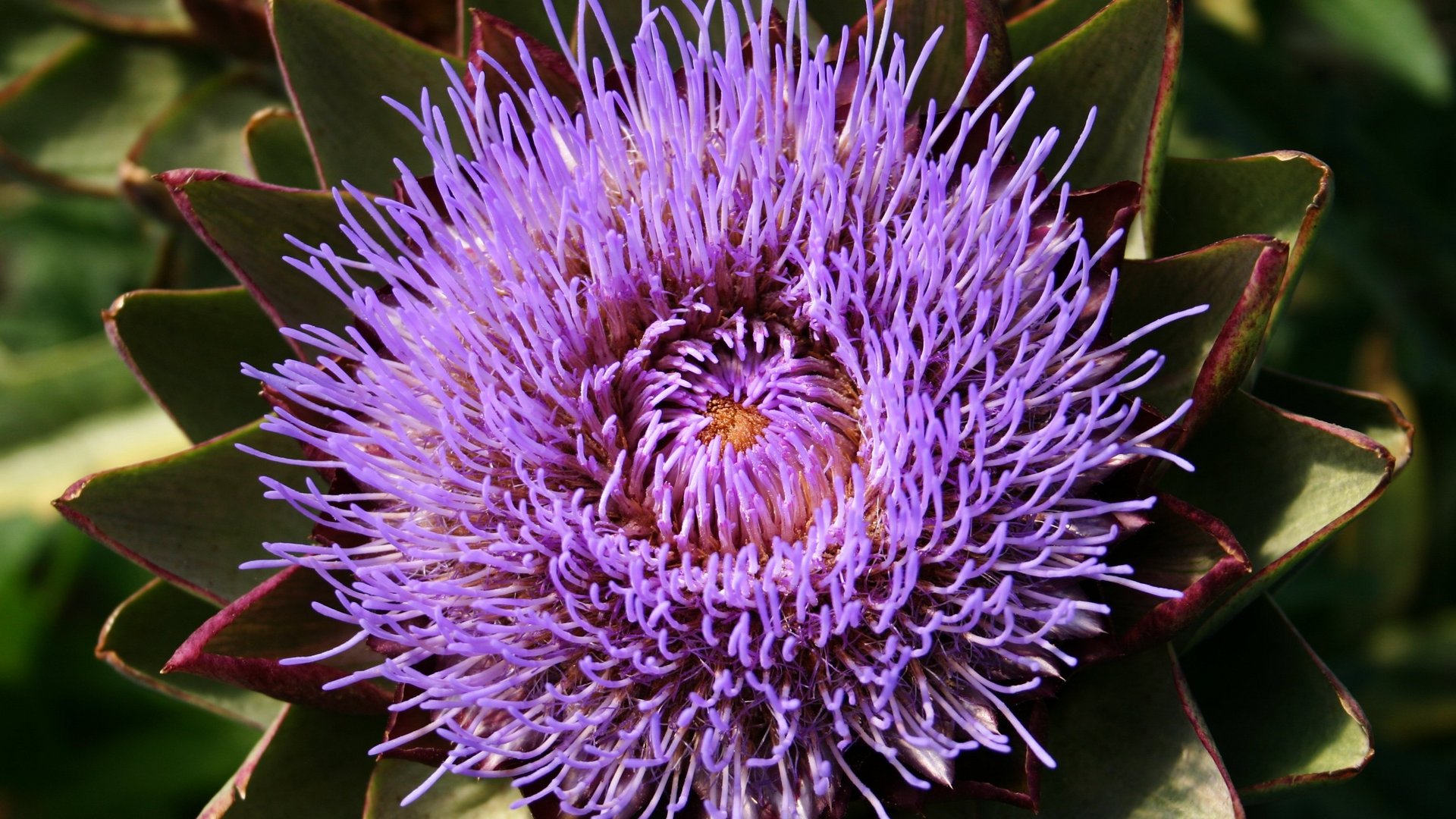 Nahaufnahme einer blühenden Artischocke mit lila Blüten.