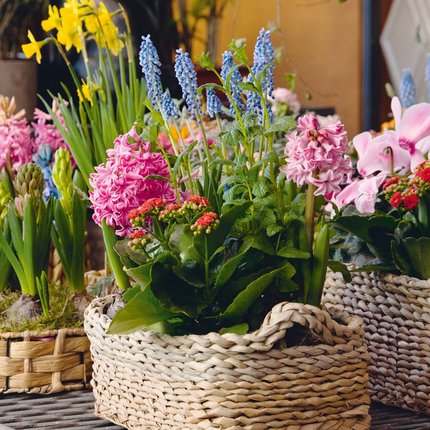 Bunte Frühlingsblumen in geflochtenen Körben auf einem Tisch. Bunte Frühlingsblumen in geflochtenen Körben auf einem Tisch.
