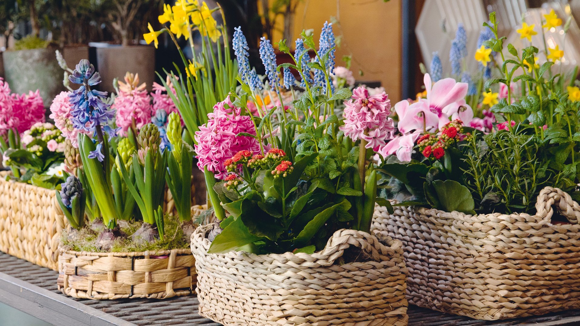 Bunte Frühlingsblumen in geflochtenen Körben auf einem Tisch.