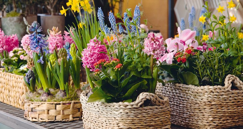 Bunte Frühlingsblumen in geflochtenen Körben auf einem Tisch.