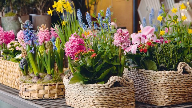 Bunte Frühlingsblumen in geflochtenen Körben auf einem Tisch.
