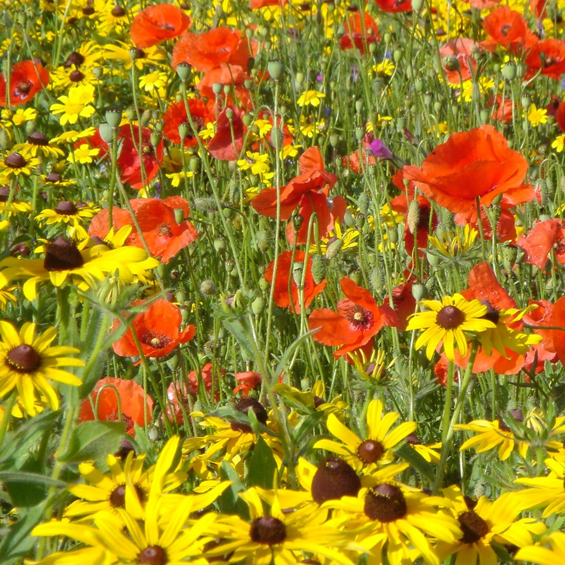 Ein buntes Blumenfeld mit roten Mohnblumen und gelben Sonnenblumen.