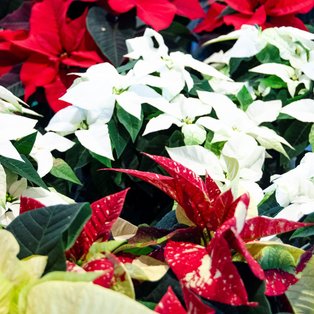 Nahaufnahme von Weihnachtssternen mit roten, weißen und cremefarbenen Blättern