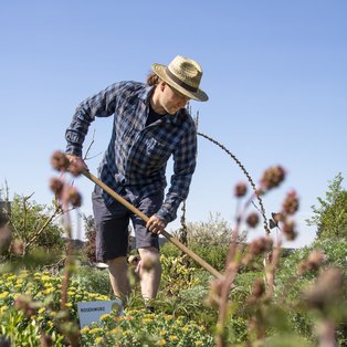 Ein Mann, der im Garten bei sonnigem Wetter arbeitet.