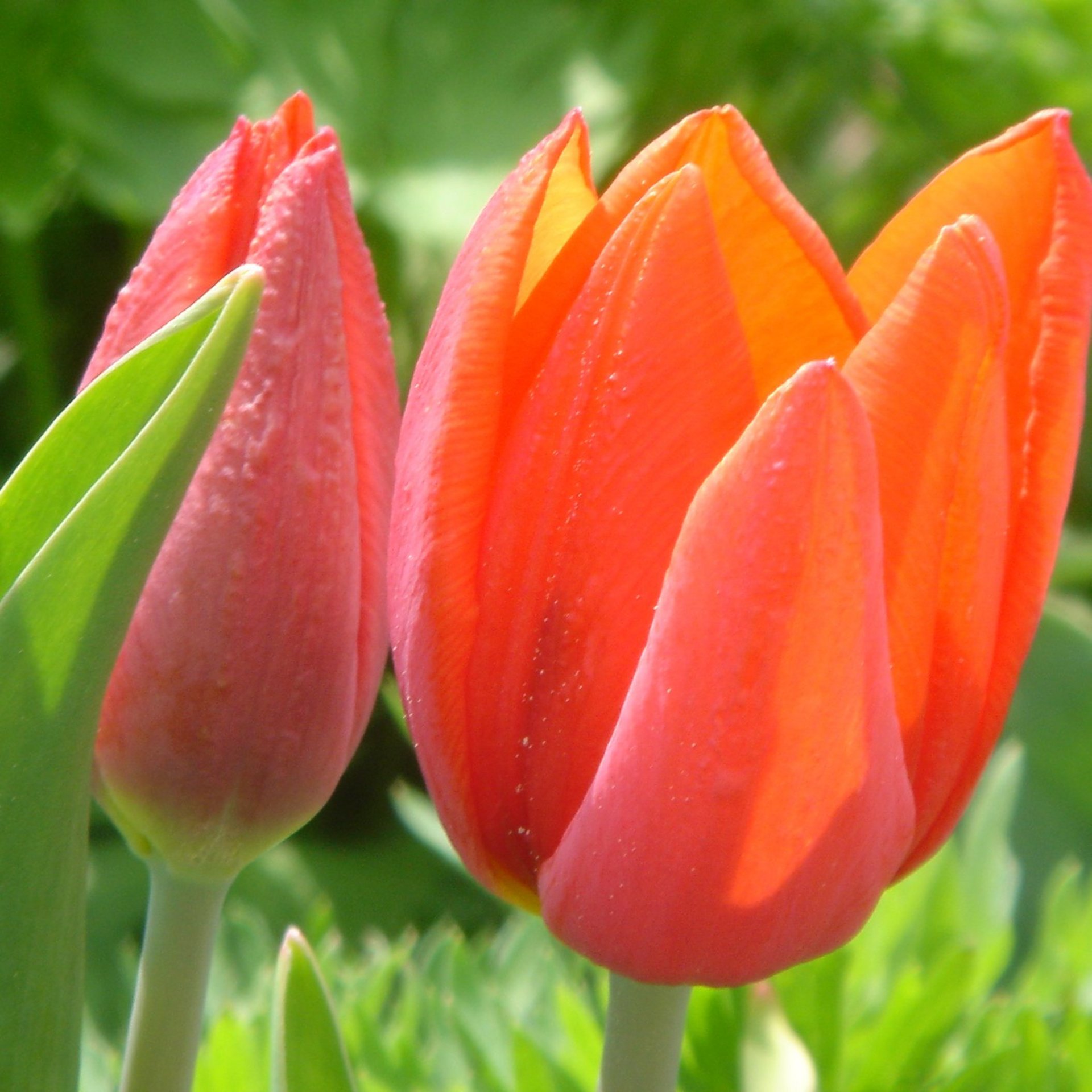 Rote und orangefarbene Tulpen
