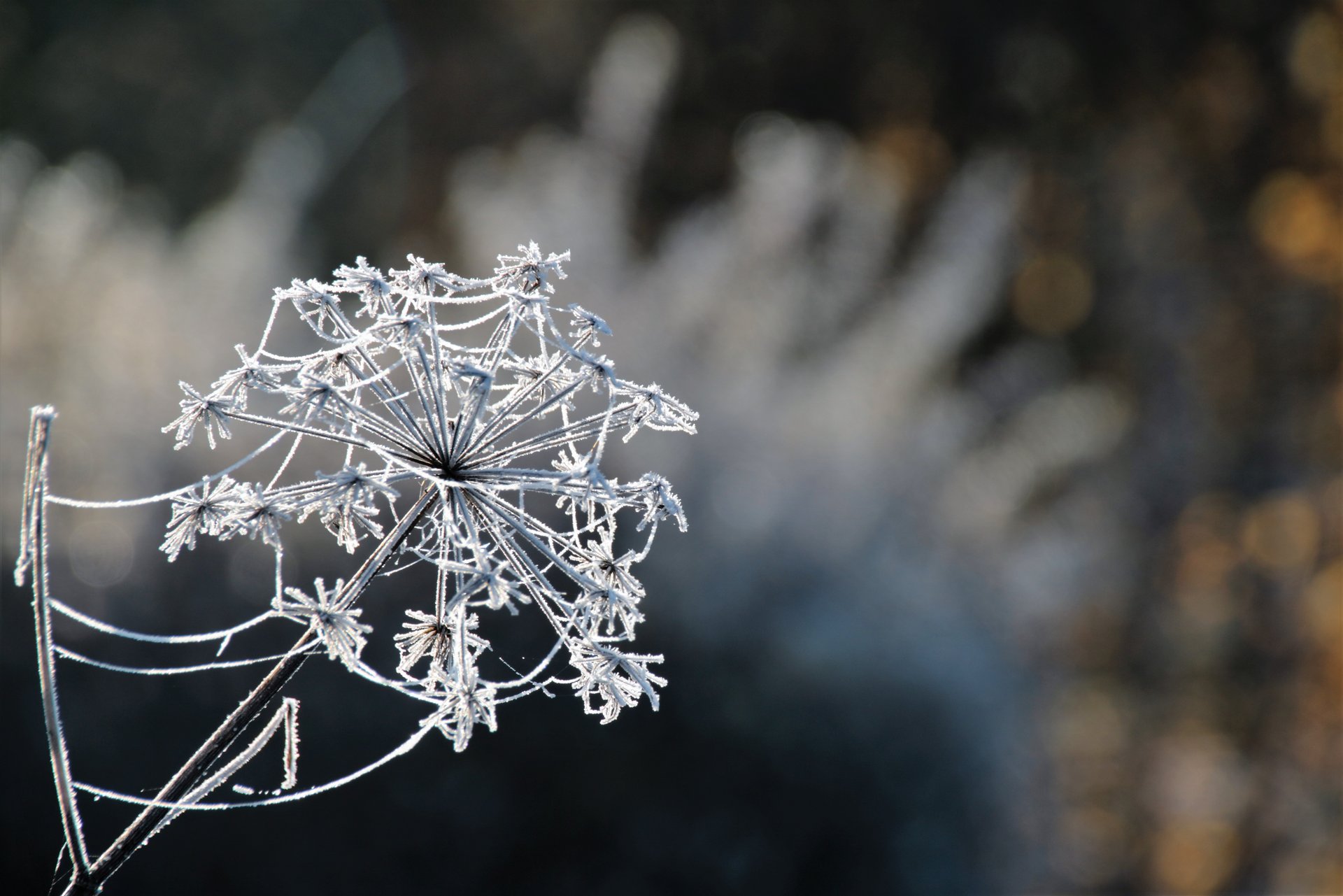 Nahaufnahme einer frostigen Blüte im Sonnenlicht.