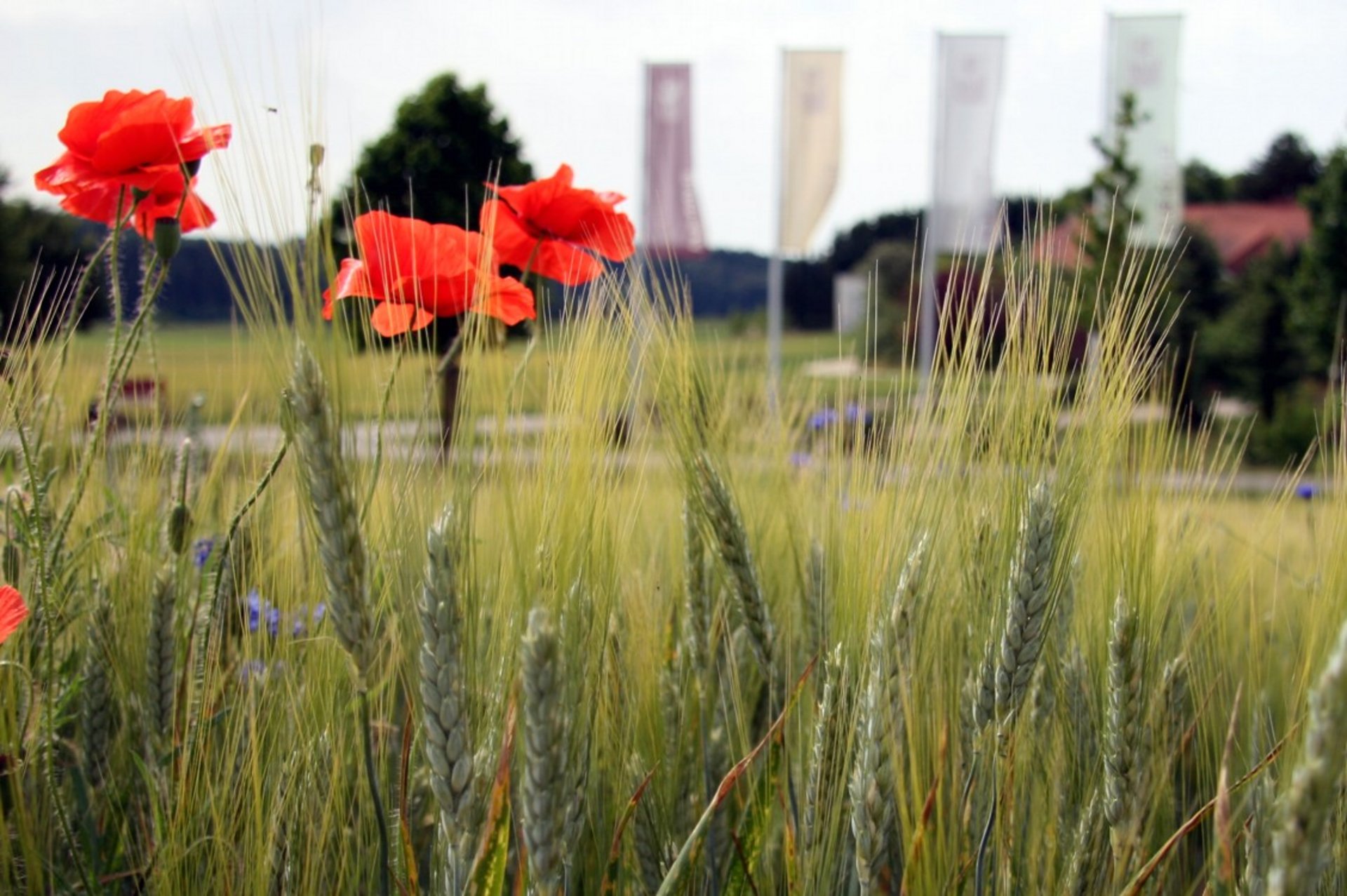 Mohn und Hartweizen vor dem Alb-Gold Gelände