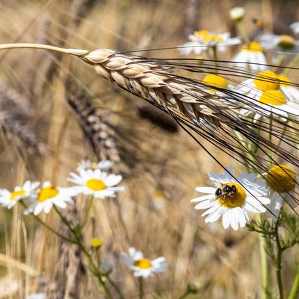 Investition in Bio-Hartweizenprojekte