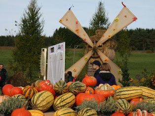Bunte Kürbisse und Zierkürbisse vor einem großen hölzernen Windrad im Freien