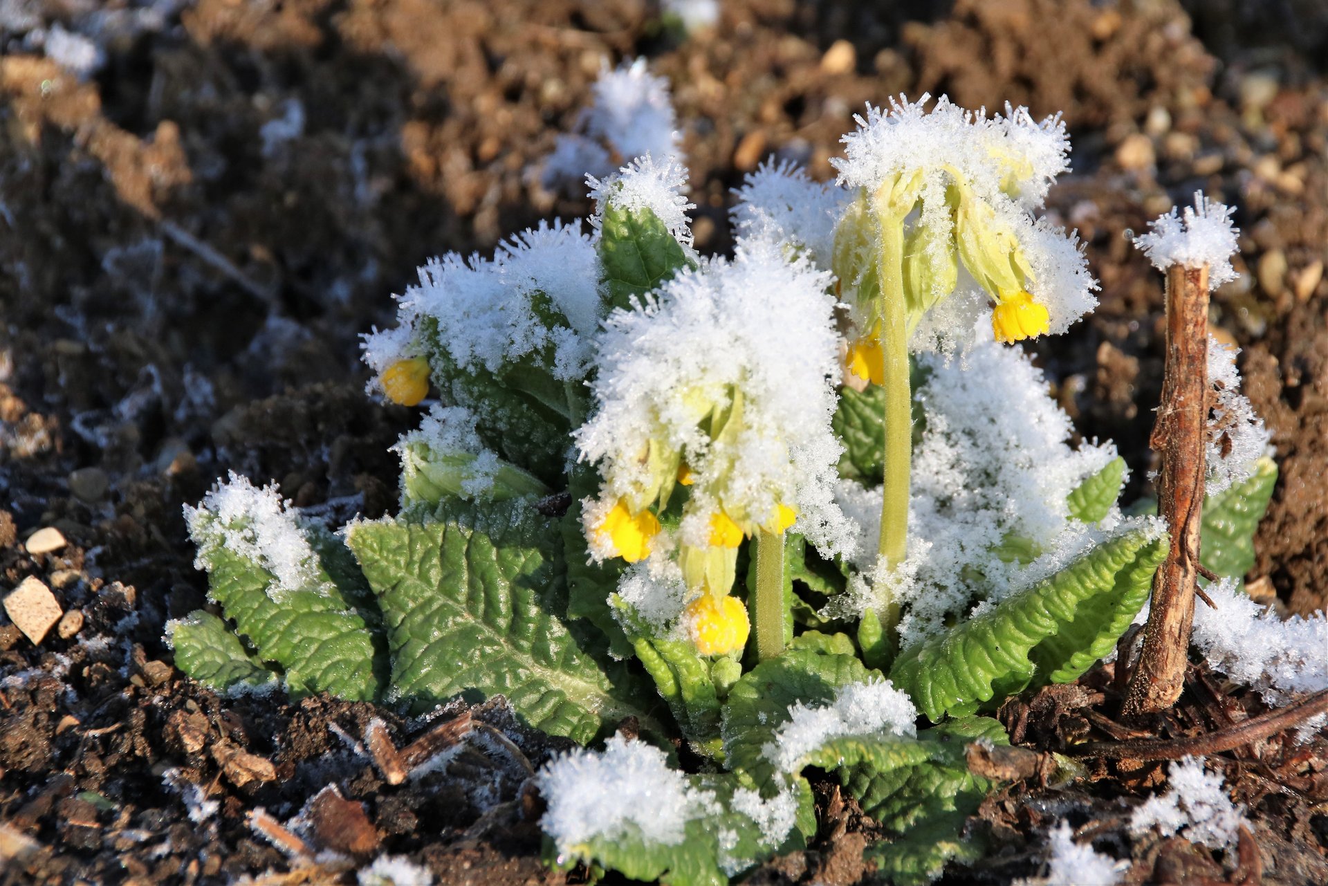 Primelblüten mit Frost bedeckt im Winter