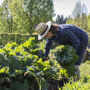 Gärtner erntet frischen Rhabarber im Garten.