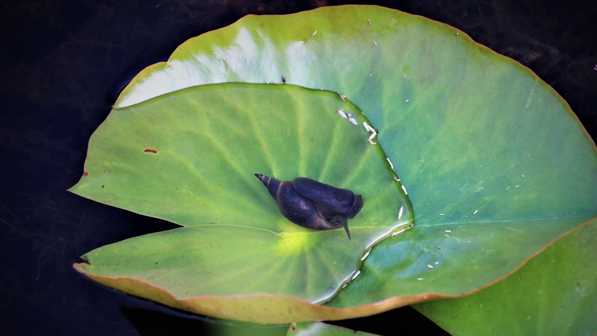 Wasserschnecke im See auf einem Lilienblatt