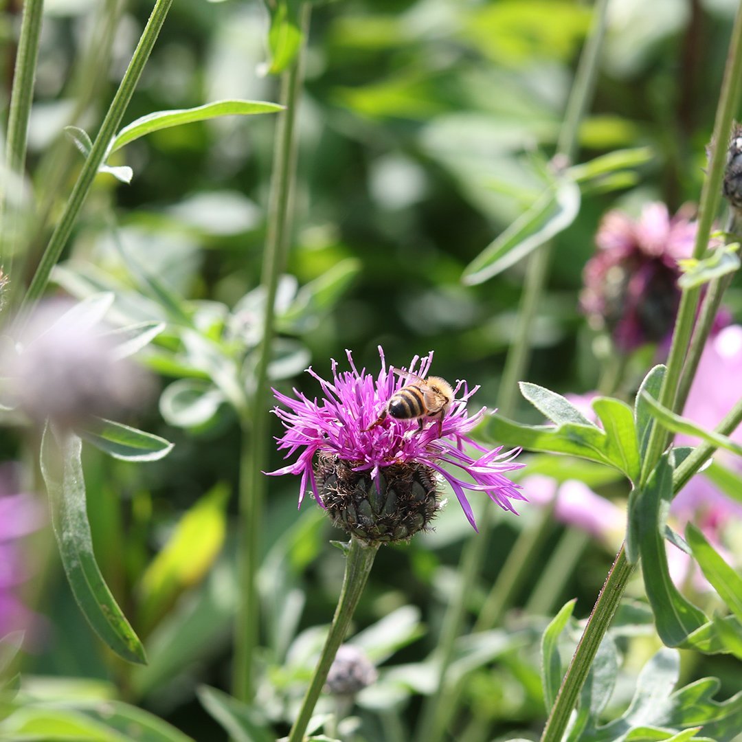 Biene sammelt Nektar auf einer lila Blüte in einem grünen Blumenfeld