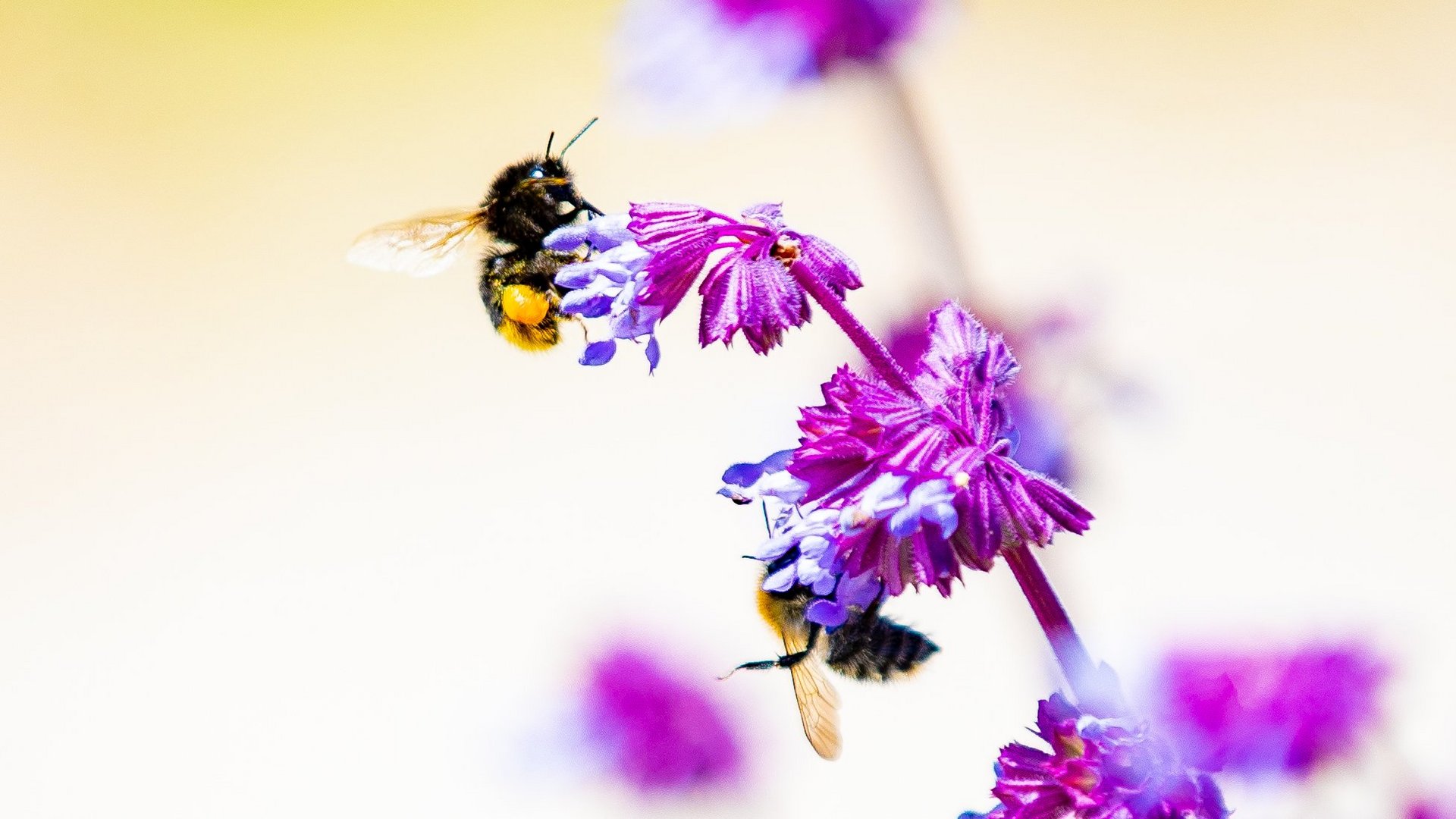 Eine Biene, die eine lila Blume bestäubt.